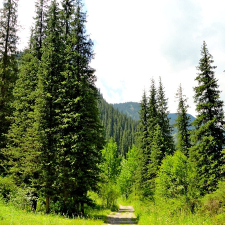 Ель тянь-шаньская, или Ель тяньшанская (лат. Picea schrenkiana subsp. tianschanica), семена