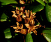 Рододендрон золотистый (лат. Rhododendron aureum), семена 0,02 грамма