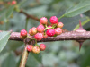 Зантоксилум плоскоиглый, или желтодревесник (лат. Zanthoxylum alatum var. Planispinum), семена