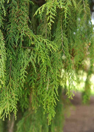 Кипарис плакучий (лат. Cupressus funebris), семена