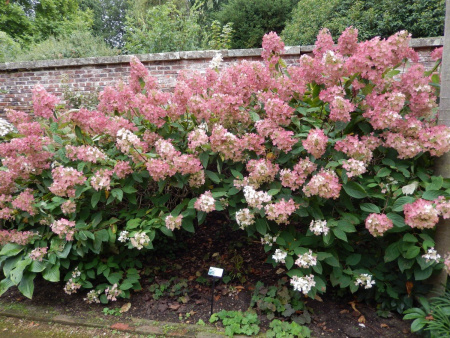 Гортензия метельчатая Фантом (лат. Hydrangea paniculata 'Phantom')