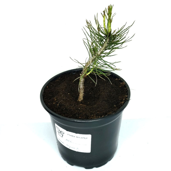 Сосна горная (лат. Pinus mugo), саженец, 1л