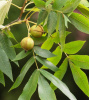 Кария сердцевидная, или Гикори горький (лат. Carya cordiformis) 10 шт, семена