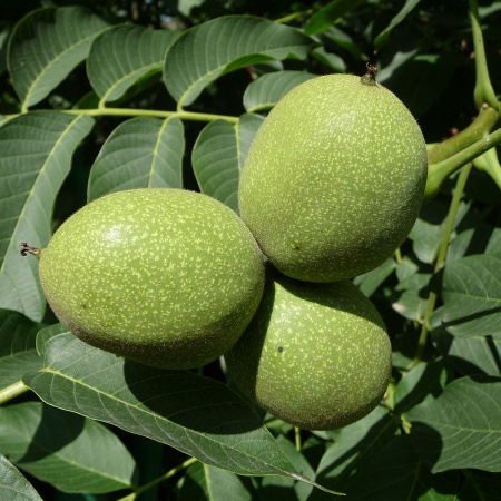 Грецкий орех (лат. Juglans regia) 10 шт, семена