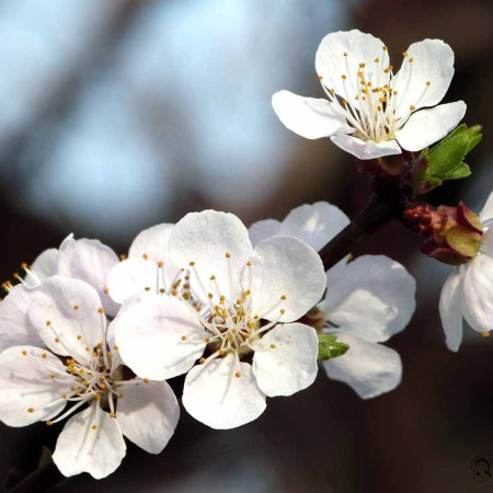 Абрикос «Спитак» (лат. Prunus armeniaca «Спитак»), семена
