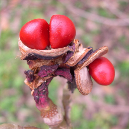 Магнолия Суланджа (лат. Magnolia × soulangeana), семена