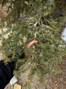 Пихта одноцветная (лат. Abies concolor), семена