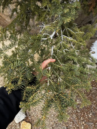 Пихта одноцветная (лат. Abies concolor), семена