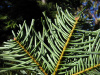 Пихта одноцветная (лат. Abies concolor), семена