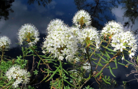 Багульник болотный (лат. Ledum palustre), семена 0,2 грамма