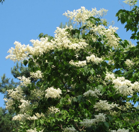 Сирень амурская (лат. Syringa amurensis), семена