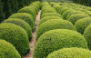Самшит вечнозеленый (лат. Buxus sempervirens), саженец, 1 шт