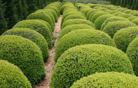 Самшит вечнозеленый (лат. Buxus sempervirens), саженец, 1 шт