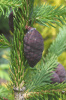 Ель сербская (лат. Picea omorika), семена