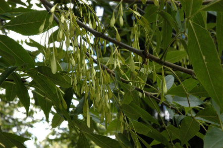 Ясень пенсильванский (лат. Frаxinus pennsylvаnica), семена