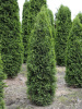 Туя западная Колумна (Thuja occidentalis 'Columna'), семена