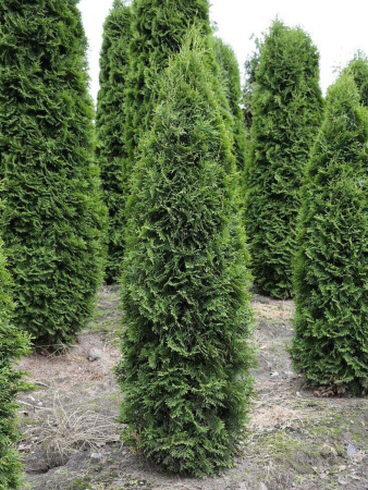 Туя западная Колумна (Thuja occidentalis 'Columna'), семена