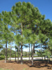 Сосна Эллиота, или Сосна болотистая (лат. Pinus Elliottii), семена