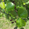 Ольха серая (лат. Alnus incana), семена