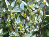 Лох серебристый (лат. Elaeagnus commutata), семена
