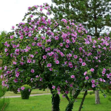 Гибискус сирийский (лат. Hibiscus syriacus) сиреневые цветы, семена