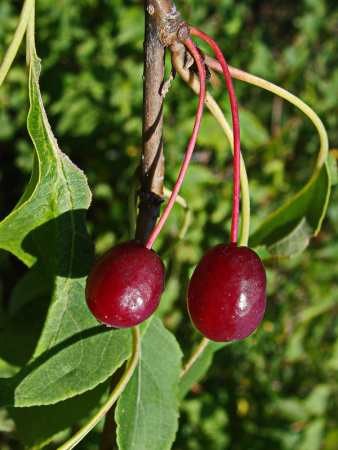 Яблоня маньчжурская (лат. Malus manshurica), семена