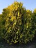 Туя западная Санкист (Thuja occidentalis 'Sunkist'), семена