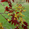 Клен остролистный Кримсон Кинг (лат. Acer platanoides 'Crimson King'), семена