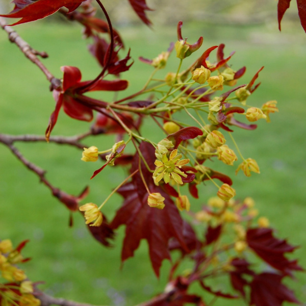 Клен остролистный Кримсон Кинг (лат. Acer platanoides 'Crimson King'), семена