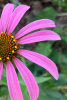 Эхинацея пурпурная (лат. Echinacea purpurea), семена 100 шт