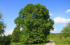 Липа мелколистная (лат. Tilia cordata), семена