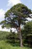 Сосна густоцветная (лат. Pinus densiflоra), семена