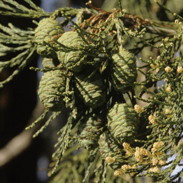 Секвойядендрон гигантский (лат. Sequoiadendron giganteum), семена