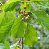 Древогубец круглолистный (лат. Celastrus orbiculatus), семена