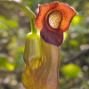 Кирказон маньчжурский (лат. Aristolochia manshuriensis), семена