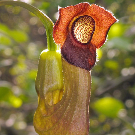 Кирказон маньчжурский (лат. Aristolochia manshuriensis), семена