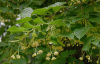 Липа мелколистная (лат. Tilia cordata), семена