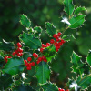 Падуб остролистный (лат. Ilex aquifolium), семена