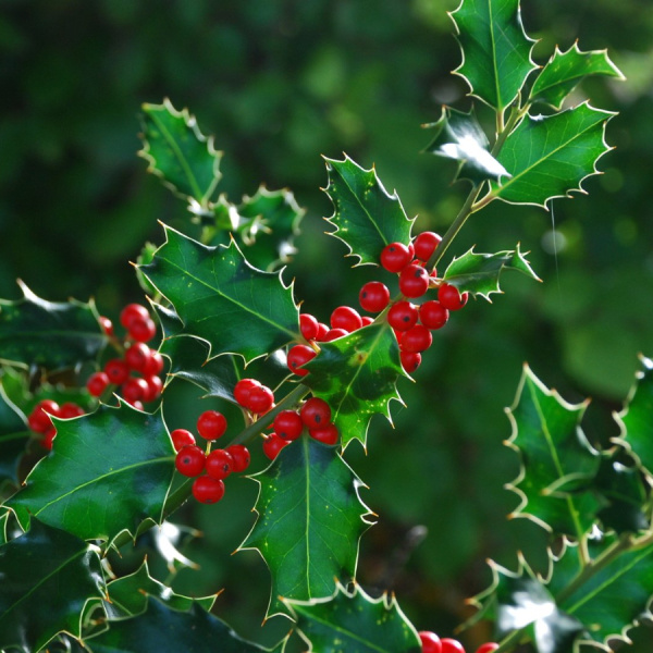 Падуб остролистный (лат. Ilex aquifolium), семена