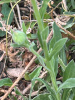 Календула лекарственная многолетняя (лат. Calendula officinalis), семена 50 шт