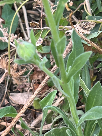 Календула лекарственная многолетняя (лат. Calendula officinalis), семена 50 шт