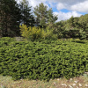 Можжевельник казацкий (лат. Juniperus sabina) шишкоягоды, семена