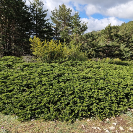 Можжевельник казацкий (лат. Juniperus sabina) шишкоягоды, семена