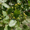 Фисташка настоящая иранская Фандоги (лат. Pistacia vera)