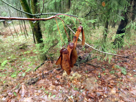 Клен остролистный (лат. Acer platanoides), семена