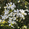 Понцирус Трифолиата, или Колючий лимон (лат. Poncirus trifoliata), семена