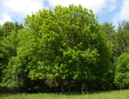 Ясень пенсильванский (лат. Frаxinus pennsylvаnica), семена