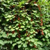 Лимонник китайский (лат. Schisandra chinensis), семена 