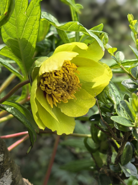 Пион Делавея (лат. Paeonia delavayi), семена