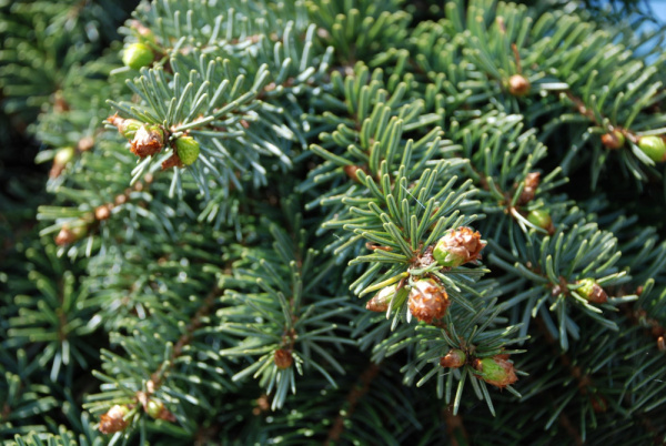 abies_nordmaniana_pendula_4